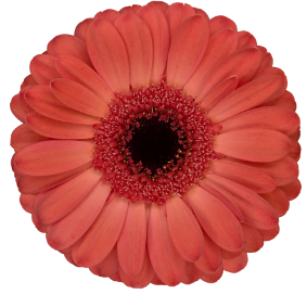 Button flower 2